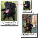 Dog Photo Paint By Numbers