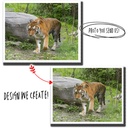 Animal Photo Paint By Number