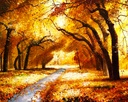 Autumn Forest - Rolled Paint By Numbers